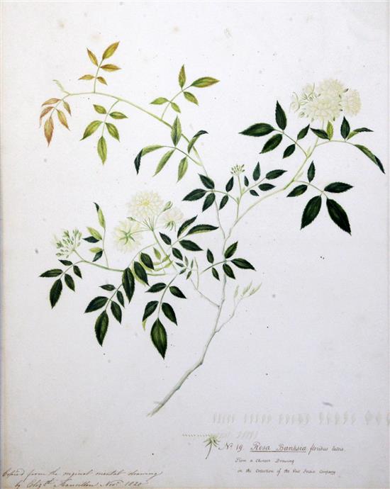 Elizabeth Francillon (East India Company) 2 botanical studies - Rosa Macrophylla and Rosa Banksia 17 x 14in.